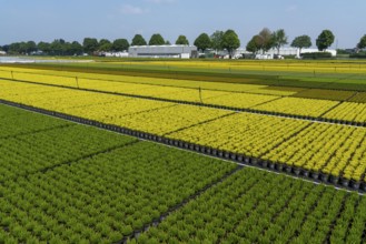 Horticultural business, broom heather plants, in flower pots, outdoors, Calluna vulgaris, North