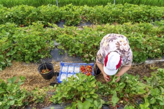 Harvesting strawberries, harvest helper, strawberry cultivation in the open field, under a foil