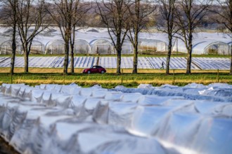 Asparagus fields, asparagus stems under foil, for faster growth, in the background foil greenhouses