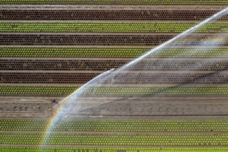 A field is artificially irrigated, water is sprayed onto the field via an irrigation system, field