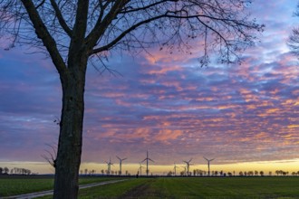 Wind farm near Holzweiler, town of Erkelenz, wind power plants, North Rhine-Westphalia, Germany,