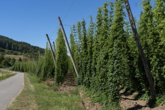 Hop growing area of the Bitburger brewery, Siegelhopfen, for the Bitburg Pils beer, near Irrel,