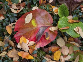 Autumn colour on leaves, in the Rhön UNESCO Biosphere nature reserve, county Bavaria, Germany,