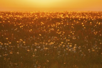 Meadow with fruit stands of the common dandelion (Taraxacum sect. Ruderalia), dandelions, at