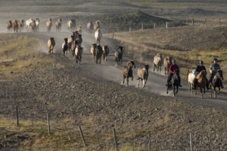 Icelandic horses (Equus islandicus) and mounted drivers at a horse round-up or réttir, dust cloud,