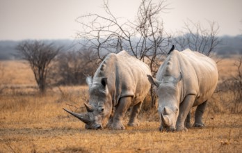 Southern white rhinoceros (Ceratotherium simum simum), two rhinos grazing in the evening light,