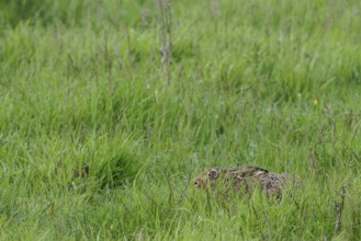 A brown hare (Lepus europaeus) takes cover in a salt marsh, Mecklenburg-Western Pomerania, Germany,