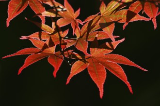 Red leaves of Maple (Acer rubrum) close up