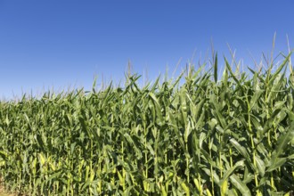 Symbolic image, renewable energies, maize plants, biogas plant, feed maize, detail, immature,