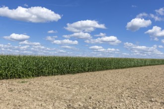 Symbolic image, renewable energies, maize plants, biogas plant, feed maize, maize cobs, clouds,