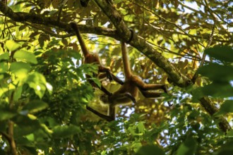 Geoffroy's spider monkey (Ateles geoffroyi), Tortuguero National Park, Costa Rica, Central America