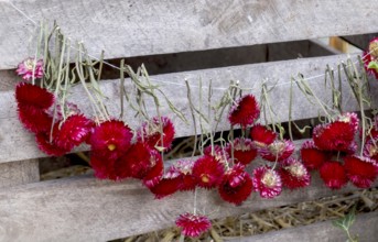 Strawflowers (Helichrysum), hung in front of a wooden box