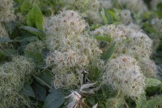 Clematis seed head, Bavaria, Germany, Europe