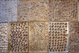 Ready-baked biscuits arranged on baking trays, Bavaria, Germanybd