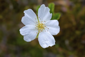 Cloudberry (Rubus chamaemorus), nordic berry, bakeapple, knotberry (Chamaemorus anglica) in flower