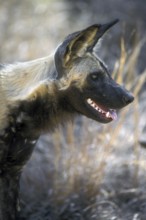 Close-up of African wild dog portrait (Lycaon pictus), Kruger National Park, South Africa, Africa