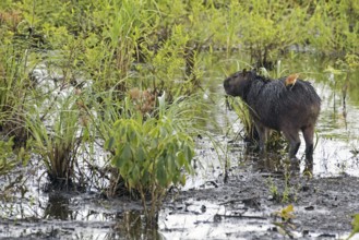 Capybara (Hydrochoerus hydrochaeris) with pale-legged hornero (Furnarius leucopus) feeding on its