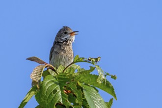 Common whitethroat, greater whitethroat (Curruca communis, Sylvia communis) singing, calling from