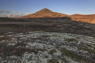 Autumnal tundra in front of a mountain in the evening light, Fjell, Rondane National Park, Norway,