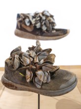 Colony of goose barnacles attached to Nike shoe, lost at sea caused by cargo loss of container ship