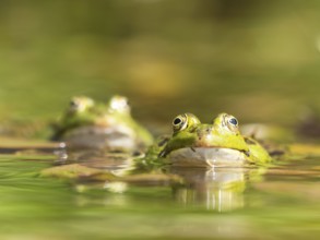 Green frog (Pelophylax esculentus) during mating, North Rhine-Westphalia, Germany, Europe