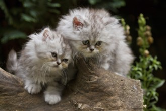 Persian cat, long-haired cat