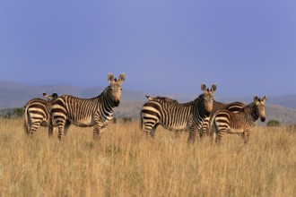 Cape Mountain Zebra (Equus zebra zebra), adult, group, foraging, Mountain Zebra National Park,