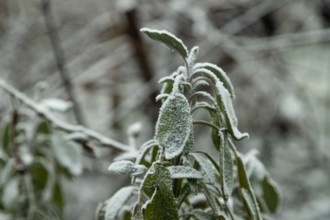 Leaves and grass covered with hoarfrost. Abstract floral background, garden and winter concept.