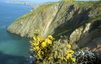 Cliffs with yellow flowers of common gorse bush, Island of Sark, Channel Islands, Great Britain