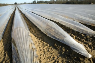 Plastic sheeting cloches protecting early vegetable crop in field, Hollesley, Suffolk, England,