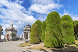 Grave mausoleums and trimmed bushes, historical cemetery Cementerio Sara Braun, city of Punta