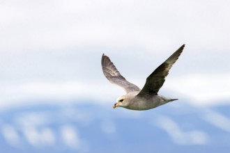 Northern fulmar (Fulmarus glacialis), Spitsbergen, Longyearbyen, Svalbard / Spitsbergen, Norway,