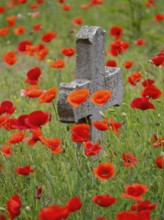 Poppy, poppy, cemetery, gravestone, cross, flowers, poppies, Tiszaalp-r, Kiskuns-gi National Park,