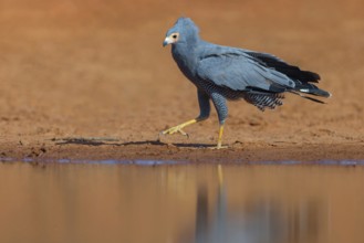 Cave harrier, Polyboroides typus), goshawk family, Morgan Kunda lodge / road to Kat, Jajari, North