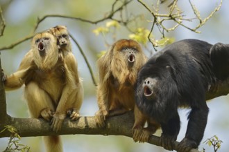 Black howler (Alouatta caraya), male and female calling with young, captive, occurring in South