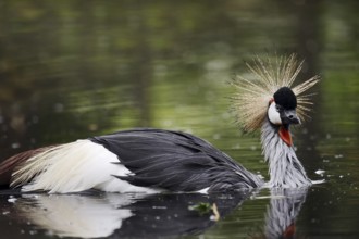 Gray crowned-crane (Balearica regulorum) bathing in water, captive, occurrence in Africa