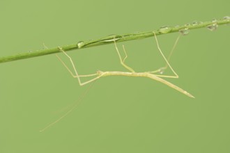 Pink Winged Stick Insect or Winged Stick Insect (Sipyloidea chlorotica, Sipyloidea sipylus), nymph,