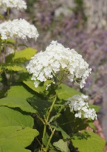 White bigleaf hydrangea (Hydrangea macrophylla), North Rhine-Westphalia, Germany, Europe