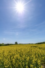 Agriculture in hilly moraine landscape, South Funen, Denmark, Fy, Funen, Denmark, Europe