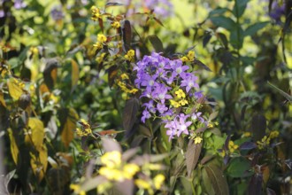 Bellflower (Campanula) and bronze field fenugreek (Lysimachia ciliata 'Firecracker'), North