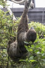 Two-fingered sloth (Choloepus hoffmanni), Walsrode Bird Park, Lower Saxony, Germany, Europe