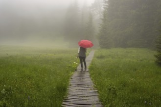 Woman 60-65 with umbrella in the Hühnermoos on a cloudy day with fog, a high moor at the Söllereck