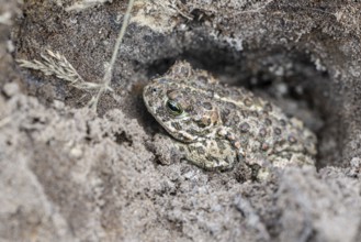 Natterjack toad (Epidalea calamita), Emsland, Lower Saxony, Germany, Europe