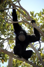 Siamang (Symphalangus syndactylus), adult calling on tree, Southeast Asia