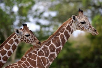 Reticulated giraffe (Giraffa camelopardalis reticulata), adult, two, social behaviour, Kenya,