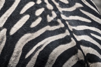 Detail, coat of a plains zebra (Equus quagga) on the back, pattern, Etosha National Park, Namibia,