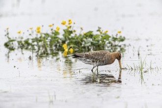 Black-tailed Godwit (Limosa limosa), Lower Saxony, Germany, Europe