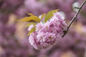 Japanese flowering cherry (Prunus serrulata Kanzan), Emsland, Lower Saxony, Germany, Europe