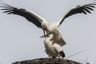 White storks (Ciconia ciconia), mating, Emsland, Lower Saxony, Germany, Europe