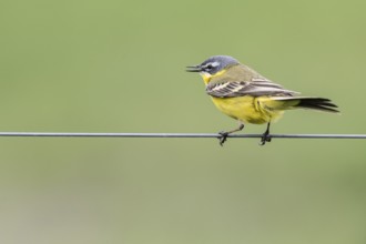 Western yellow wagtail (Motacilla flava), Lower Saxony, Germany, Europe